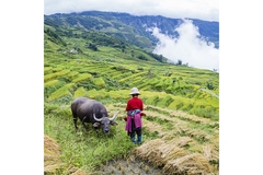 Image Image
